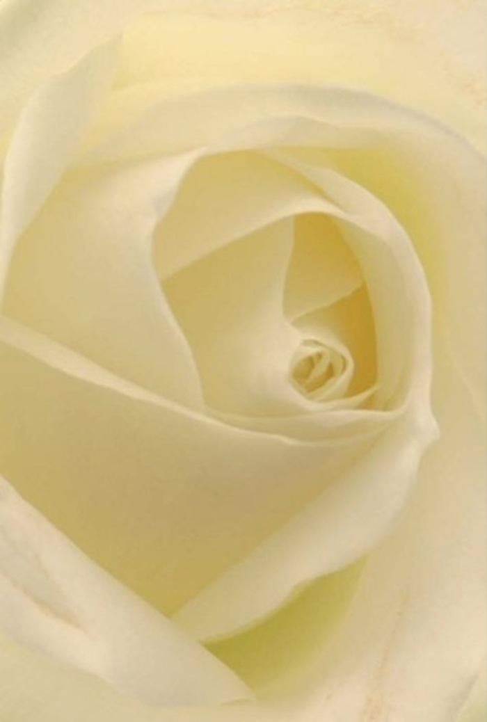 With a gaze so close it feels almost immersive, this photograph draws you into the tranquil depths of a classic white rose, its creamy petals gently spiraling from the heart outward. Each layer glows in a chorus of soft white and vanilla hues, the light suffusing through in a way that conjures misty mornings on Harpenden Common. As a florist here, I see in this composition both sophistication and warmth-qualities cherished by locals seeking the perfect floral gesture. The interplay of gentle highlights and shadowed folds creates a sense of dimension, as though the bloom is softly illuminated from within, ready to adorn a wedding table at one of Harpenden's charming venues or serve as a silent messenger of affection. The neatly arranged petals symbolize purity and resilience-the hallmarks of meaningful occasions, whether for a romantic declaration, a thoughtful apology, or an expression of sympathy. What lingers in the imagination is a sense of serene fragrance, understated but deeply present, just as the best floral offerings from Flowers Harpenden blend seamlessly into life's most significant moments.
